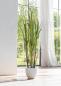 Preview: Deko Topfpflanze Bambus