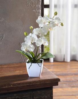 Deko Pflanze Orchidee